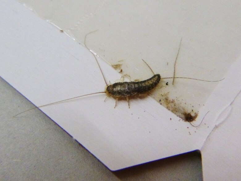 Das Bild zeigt ein Papierfischchen auf einer Klebefalle.